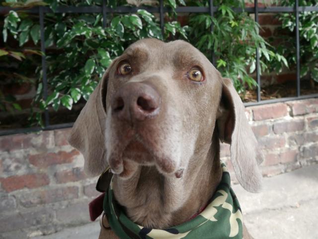 Tucker Face 2 (Medium)